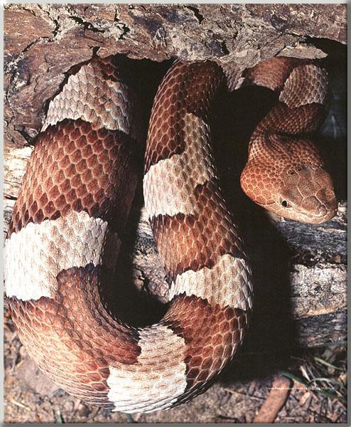 Cenchris contortrix