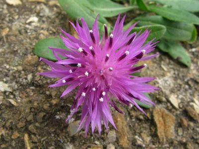 Centaurea tagana