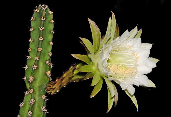 Cereus bonplandii