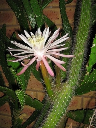 Cereus serpentinus