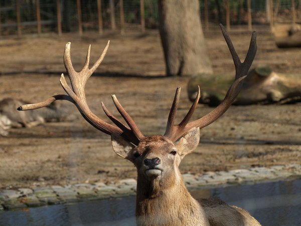 Cervus