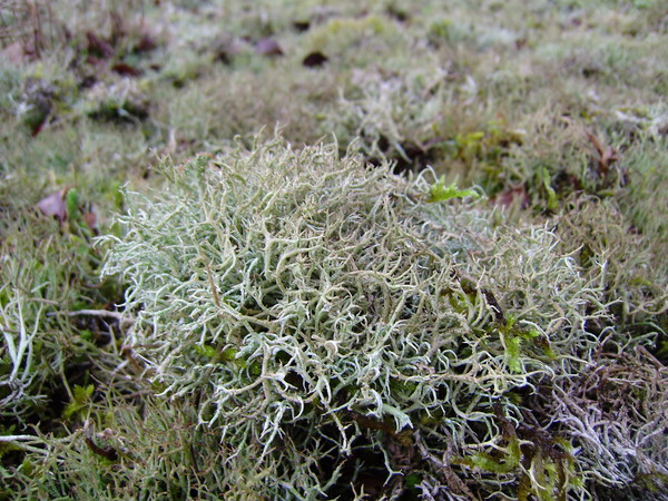 Cetraria islandica