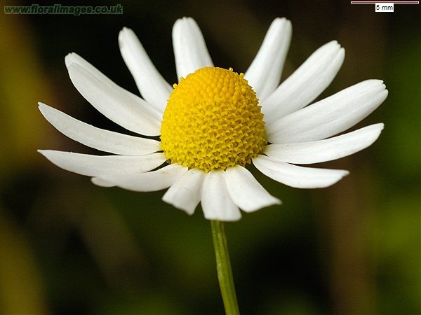Chamomilla