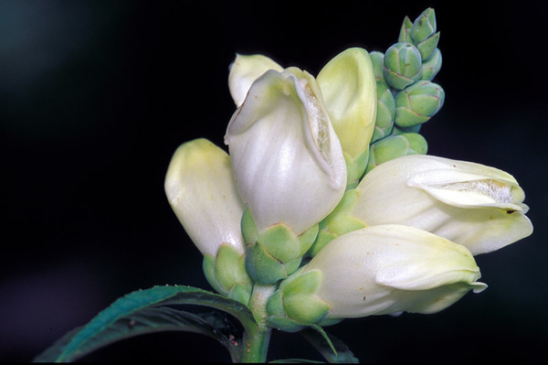 Chelone glabra