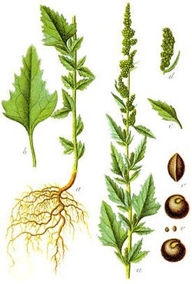 Chenopodium anthelminticum