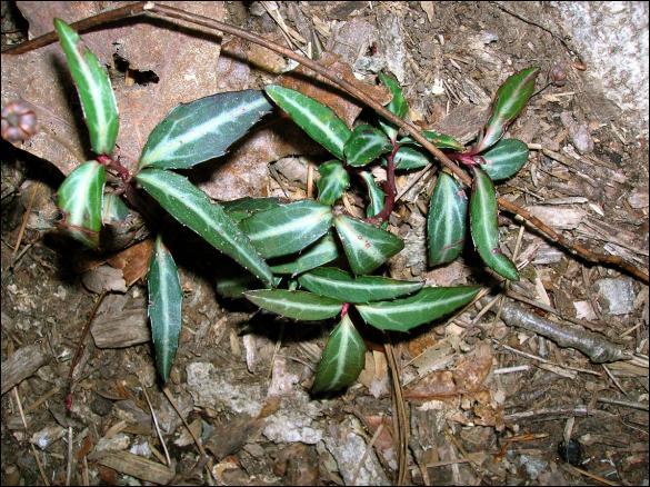 Chimaphila maculata