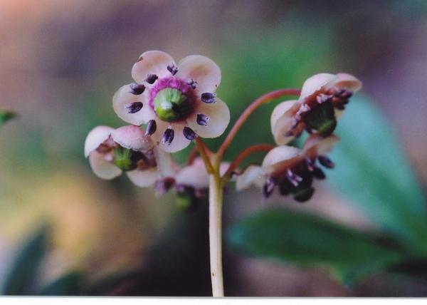 Chimaphila umbellata