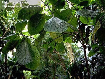 China officinalis