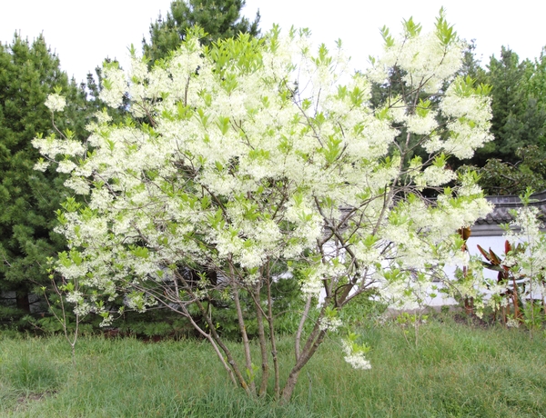 Chionanthus virginica