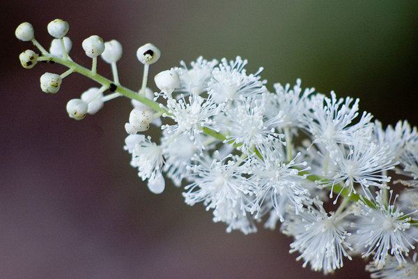 Cimicifuga racemosa