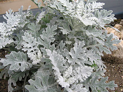 Cineraria maritima