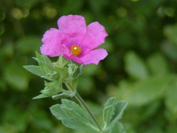 Cistus canadensis