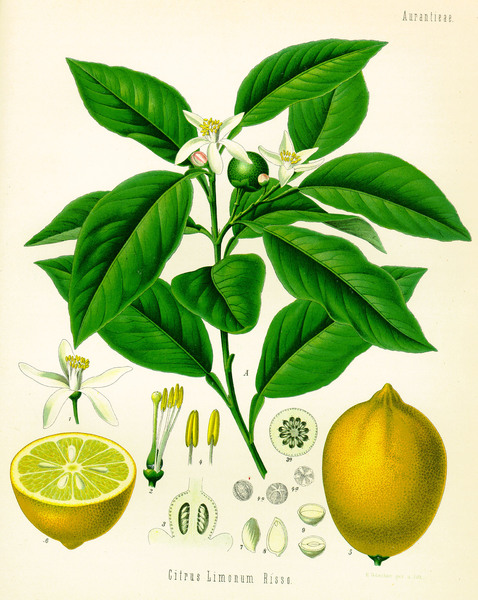 Citrus limonum