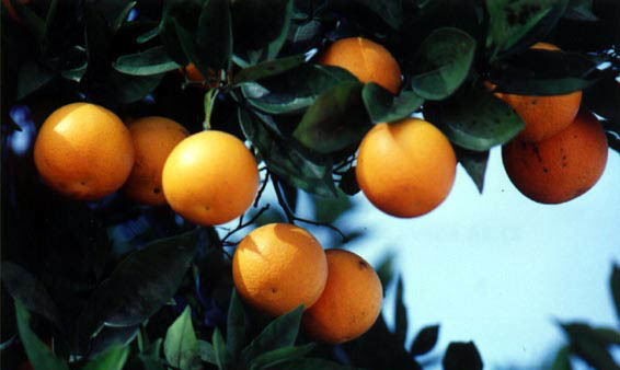 Citrus vulgaris