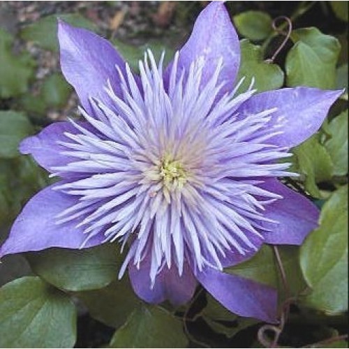 Clematis erecta