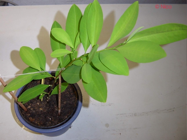 Coca-erythroxylon coca