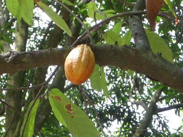Cocainum hydrochloricum