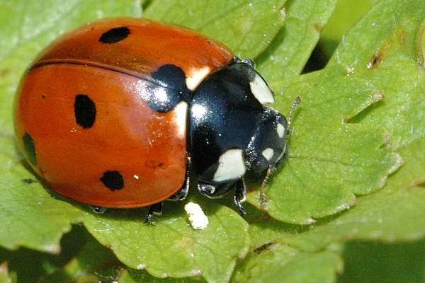 Coccinella septempunctata