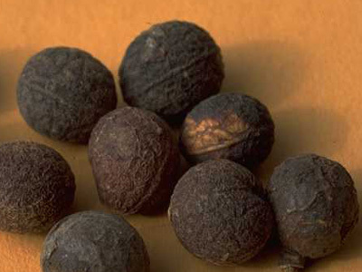 Cocculus indicus