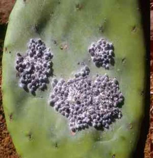 Coccus cacti
