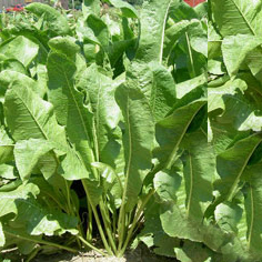 Cochlearia armoracia