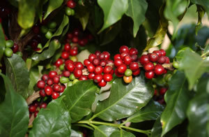 Coffea cruda