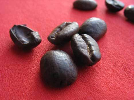 Coffea tosta