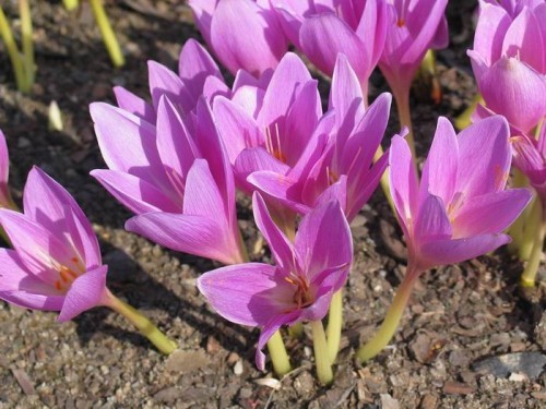 Colchicinum