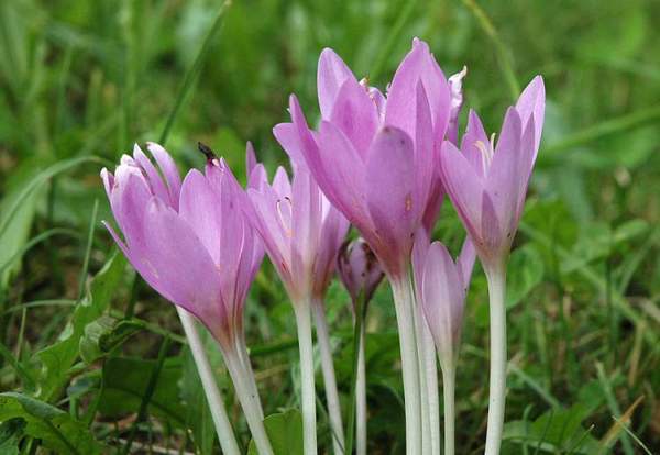 Colchicum autumnale