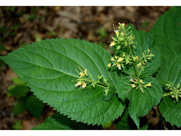 Collinsonia canadensis