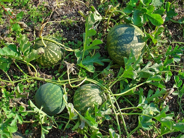 Colocynthinum