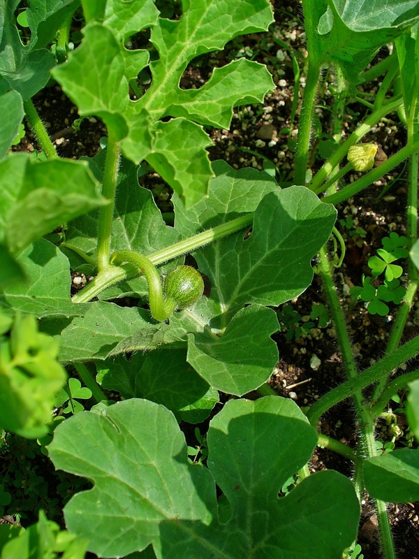 Colocynthis