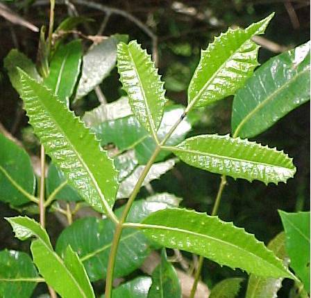 Comocladia dentata