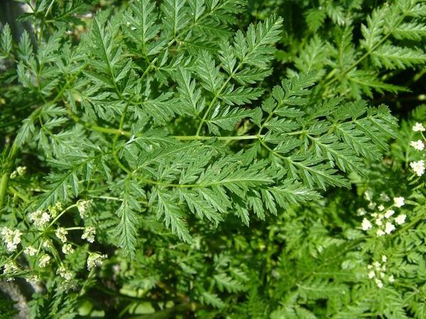 Conium maculatum