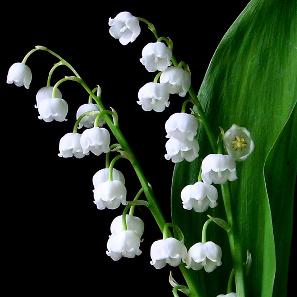 Convallaria majalis