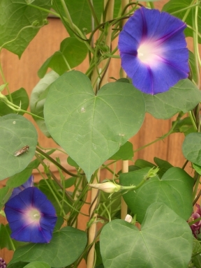 Convolvulus duartinus