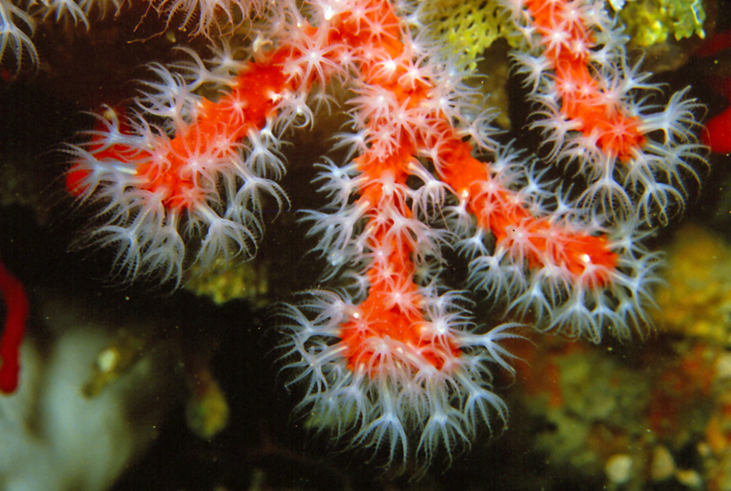 Corallium rubrum