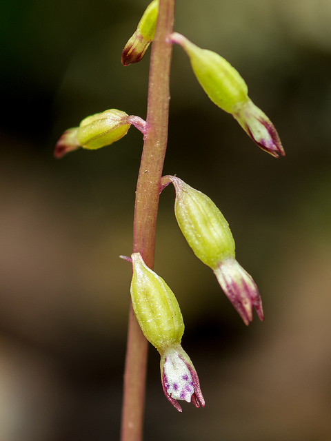 Corallorhiza odontorhiza