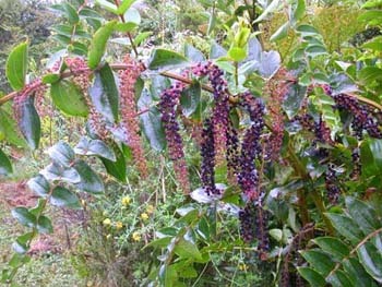 Coriaria ruscifolia