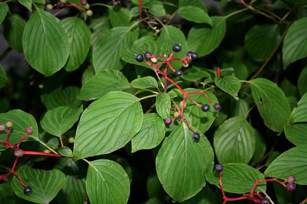 Cornus alternifolia