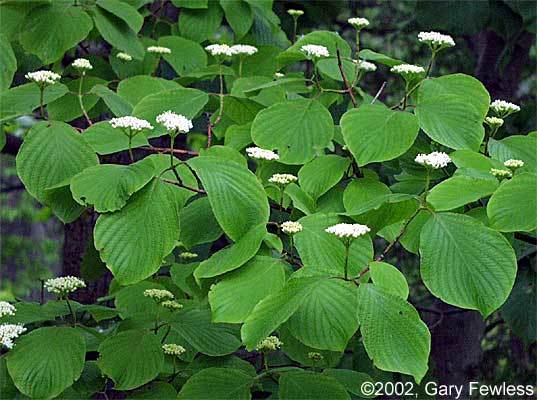 Cornus circinata