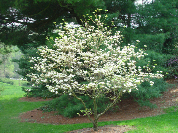 Cornus florida