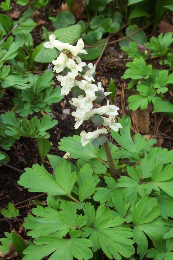 Corydalis formosa