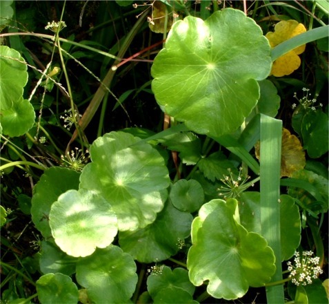 Cotyledon umbilicus