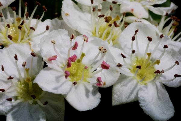 Crataegus oxyacantha