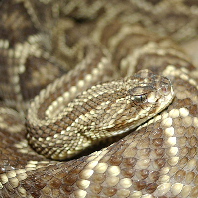 Crotalus cascavella