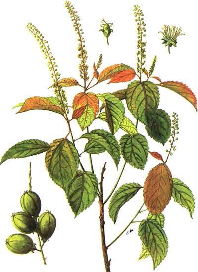 Croton tiglium