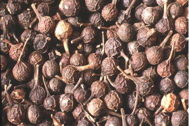 Cubeba officinalis