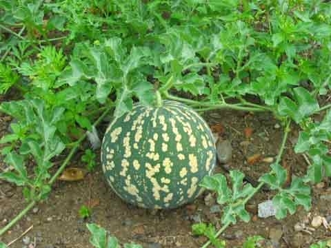 Cucurbita citrullus