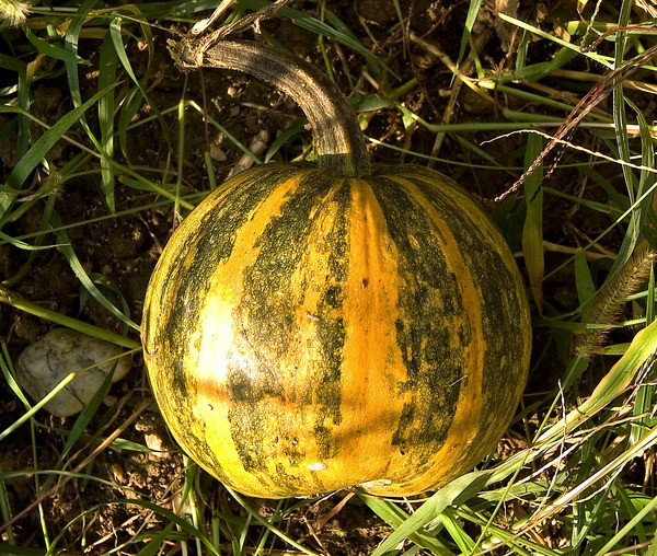 Cucurbita pepo